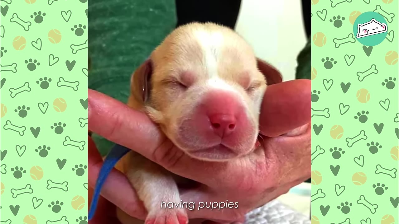 A close-up of a tiny, newborn puppy with its eyes closed, being gently cradled in a person's hands.