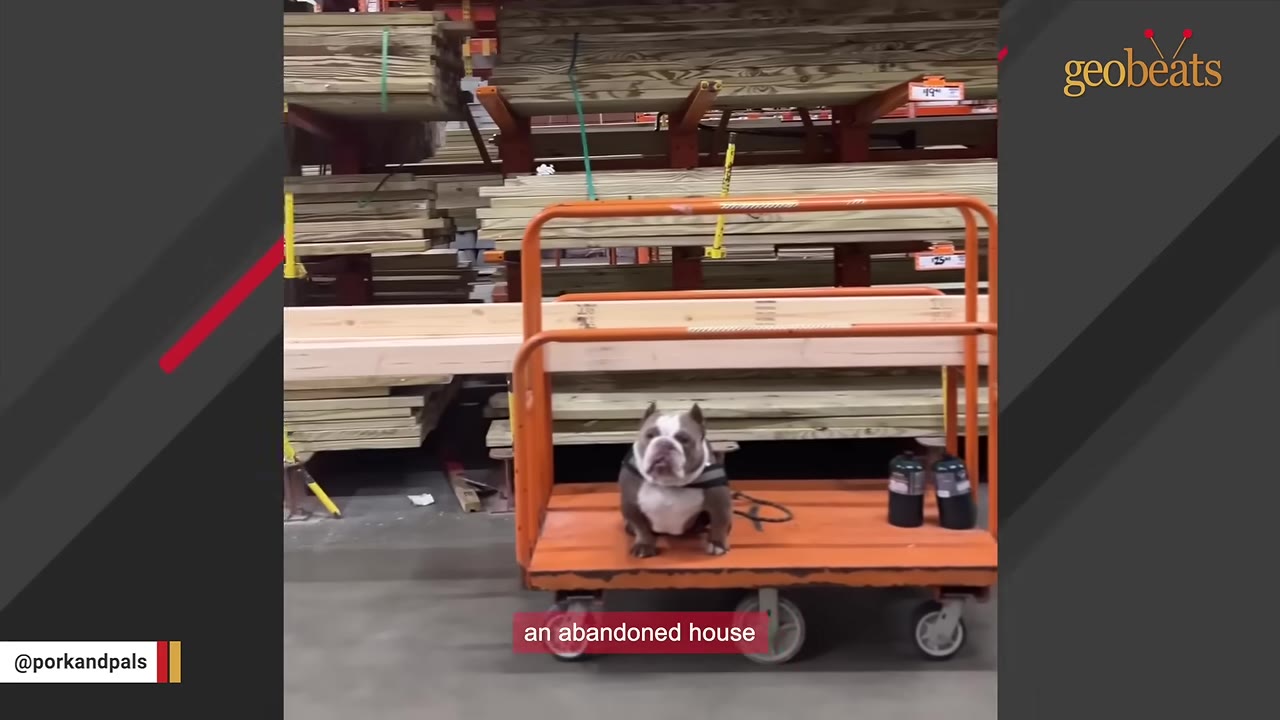 A brown and white bulldog sits on an orange flatbed cart in a home improvement store, with a caption reading 'an abandoned house'.