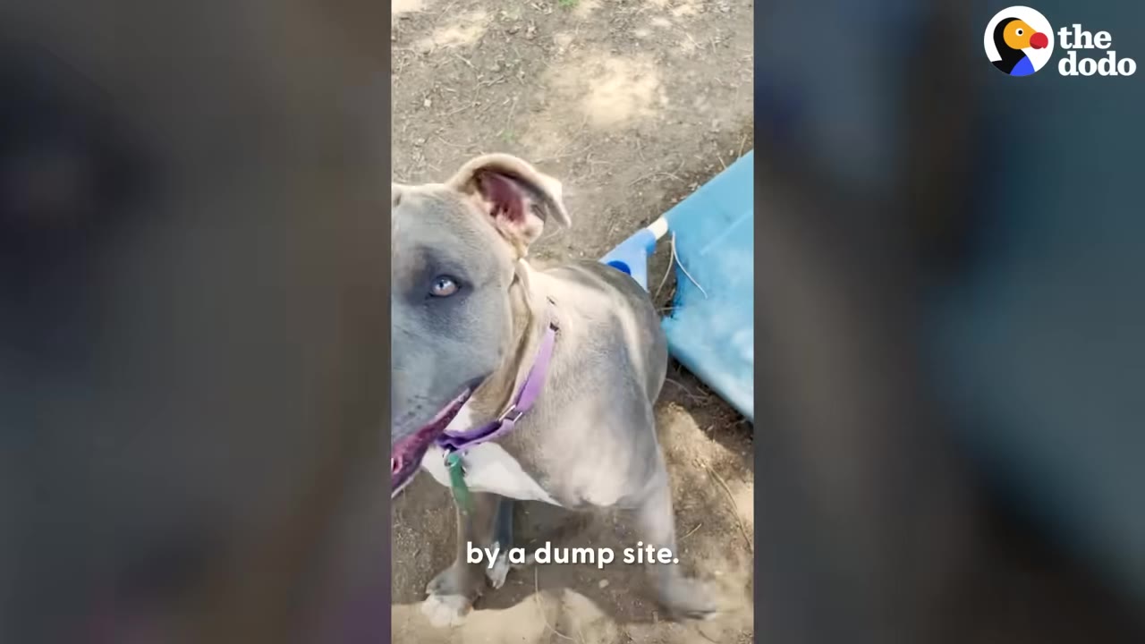 A grey and white dog wearing a purple collar sits on the ground near a blue plastic object.