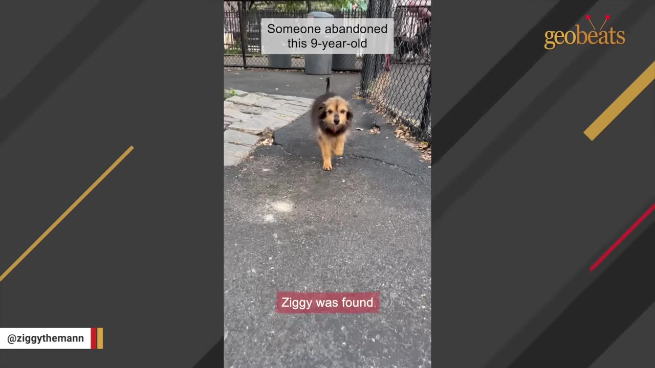 A small, fluffy brown and black dog walks along an asphalt path next to a chain-link fence, with text overlays reading 'Someone abandoned this 9-year-old' and 'Ziggy was found'.