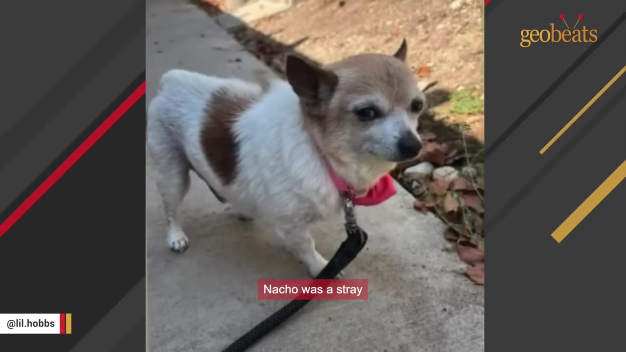 A small white and tan Chihuahua mix dog named Nacho wearing a pink collar and black leash stands on a concrete path.