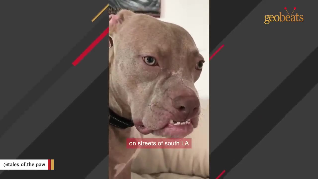 A close-up of a light brown pit bull-type dog with a slight underbite, showing its teeth, with the text overlay 'on streets of south LA'.