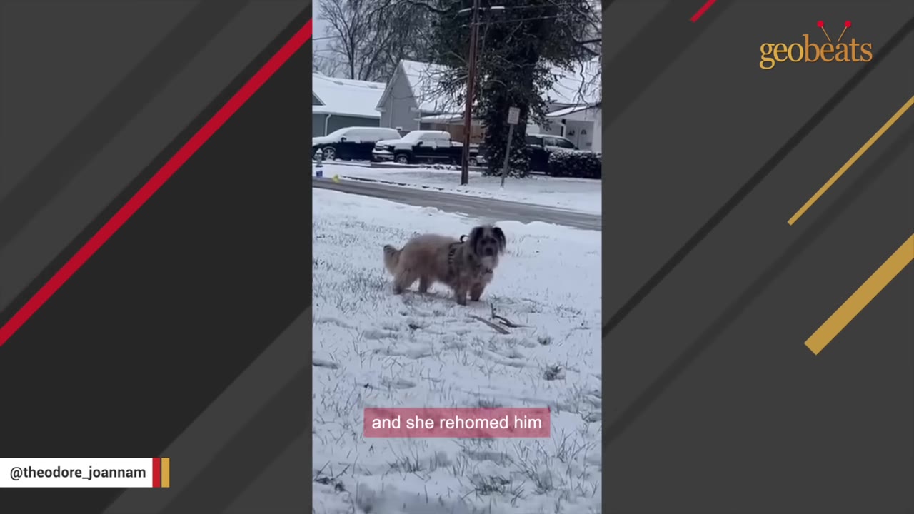 A fluffy, medium-sized dog with a dark face and a thick, light-colored coat stands in a snowy yard, looking towards the camera.