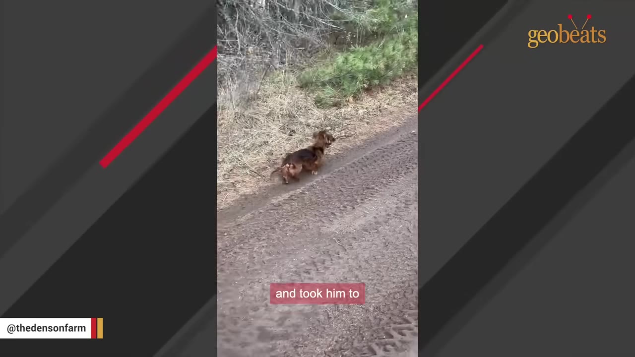 A small, long-haired brown dog walks alone along the edge of a dirt road next to dry grass and trees.