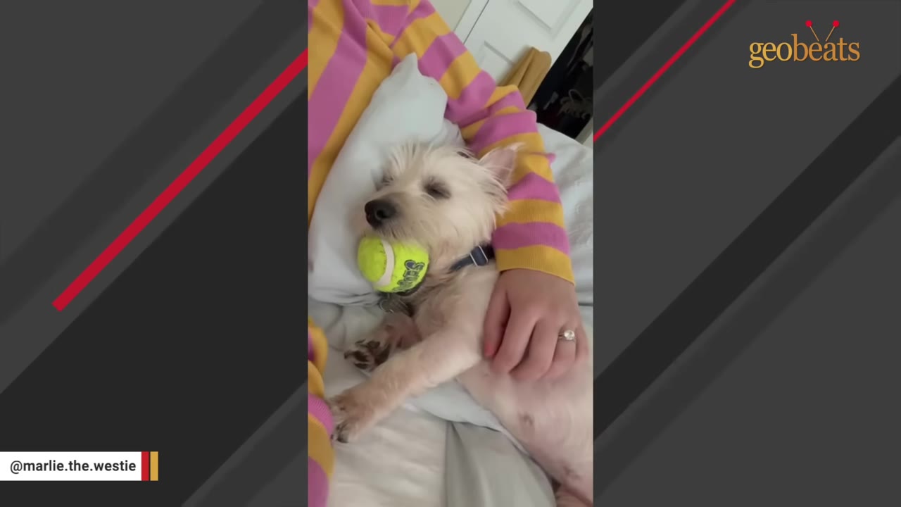 A small white dog sleeping in bed next to a person wearing a pink and yellow striped shirt, with a tennis ball in its mouth.