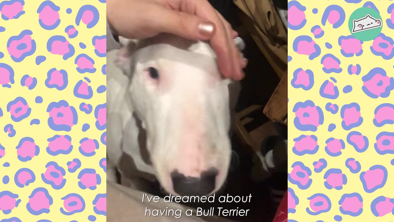 A close-up of a white Bull Terrier being gently petted on the head by a person's hand, with text overlay reading 'I've dreamed about having a Bull Terrier'.