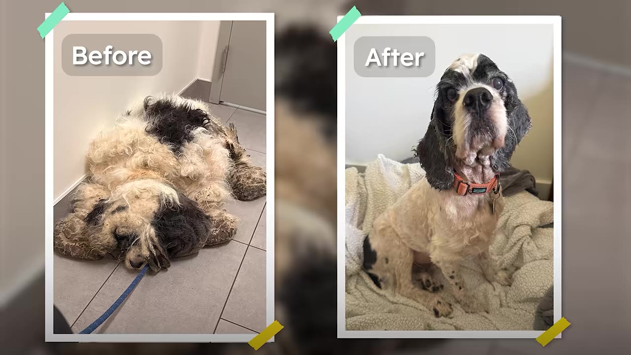 A side-by-side comparison of a dog. On the left, labeled 'Before', the dog is lying down with extremely matted, dirty black and white fur. On the right, labeled 'After', the dog is clean, shaved, wearing an orange collar, and sitting upright on a blanket.