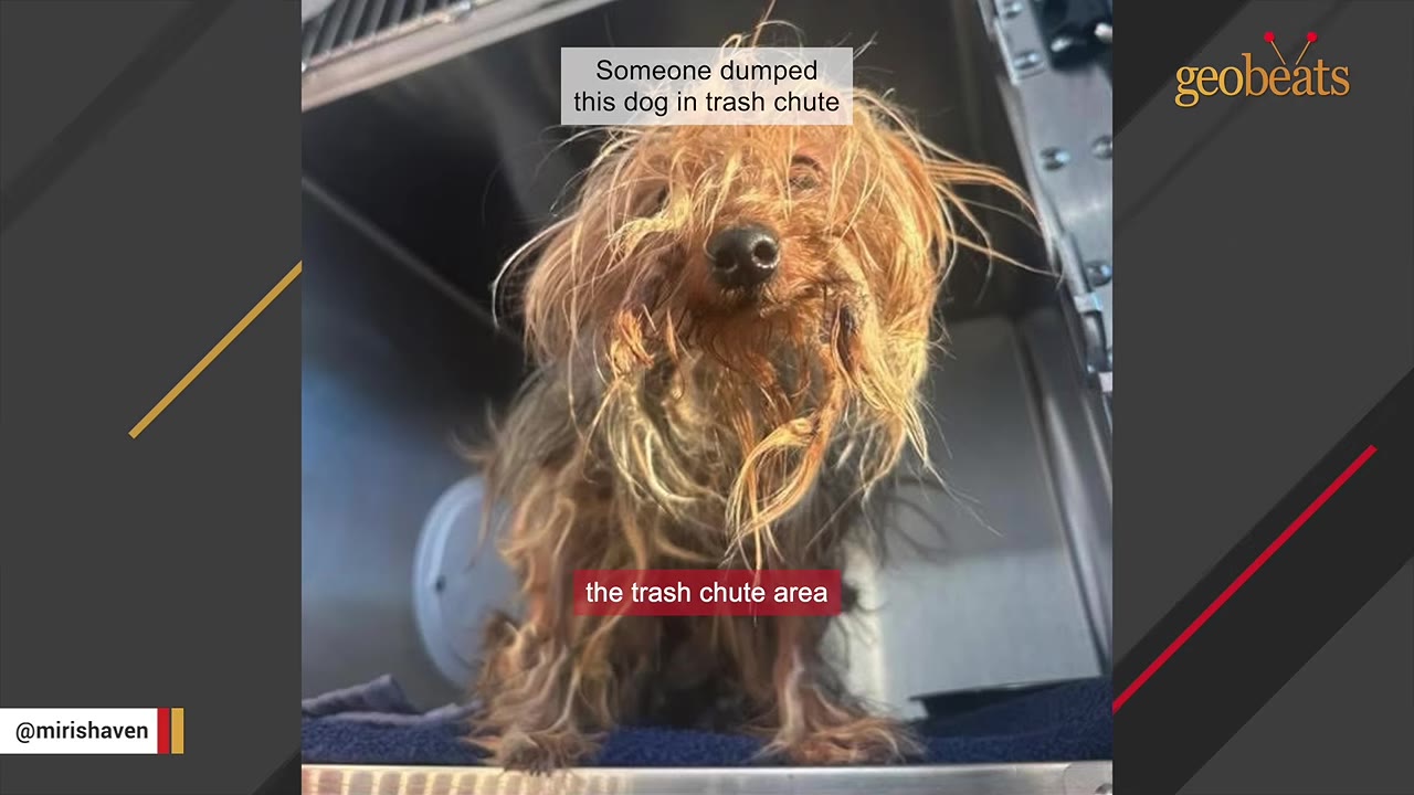 A small, scruffy brown dog with heavily matted fur stands inside a metal enclosure, with text overlays reading 'Someone dumped this dog in trash chute' and 'the trash chute area'.