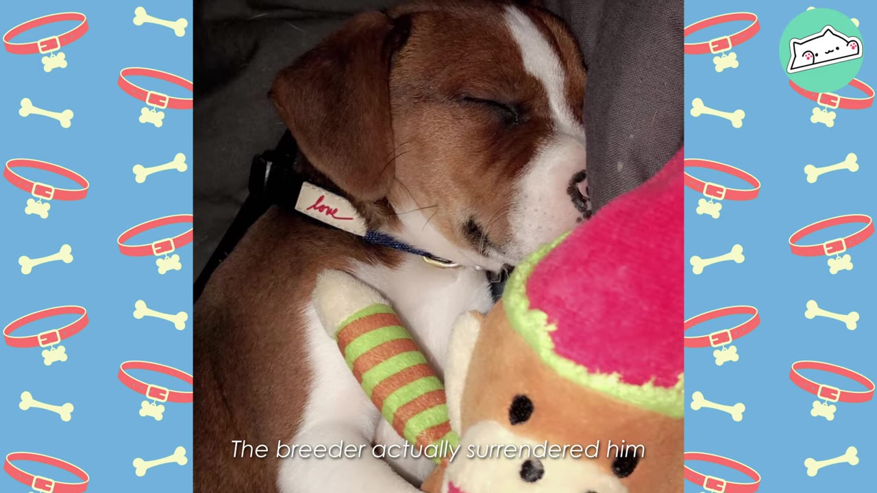 A close-up of a brown and white puppy sleeping next to a plush toy, with text overlay reading 'The breeder actually surrendered him'.