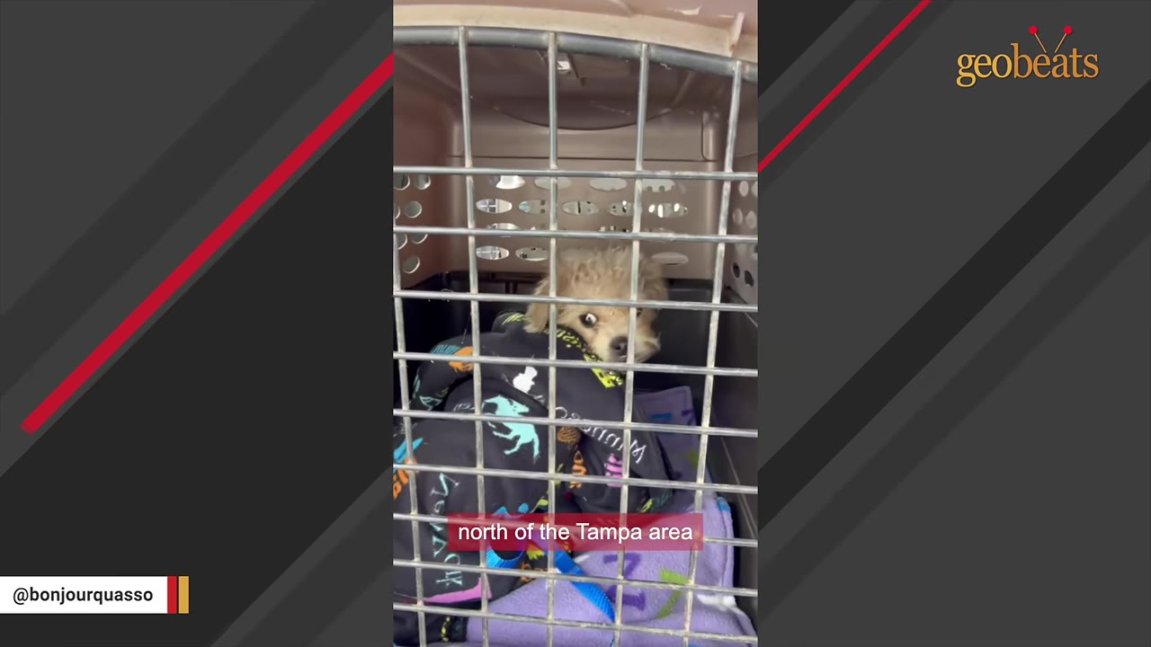 A small, scruffy light-brown dog wearing a black patterned jacket sits inside a metal pet crate.