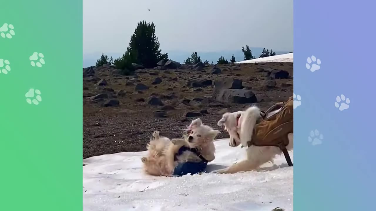 Two white dogs playing on a patch of snow on a mountain trail, with one dog wearing a brown backpack harness and the other rolling on its back.