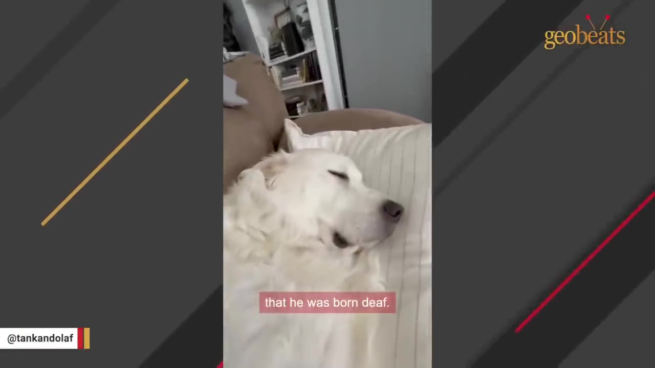 A close-up of a white dog sleeping peacefully on a pillow, with a subtitle reading 'that he was born deaf.'