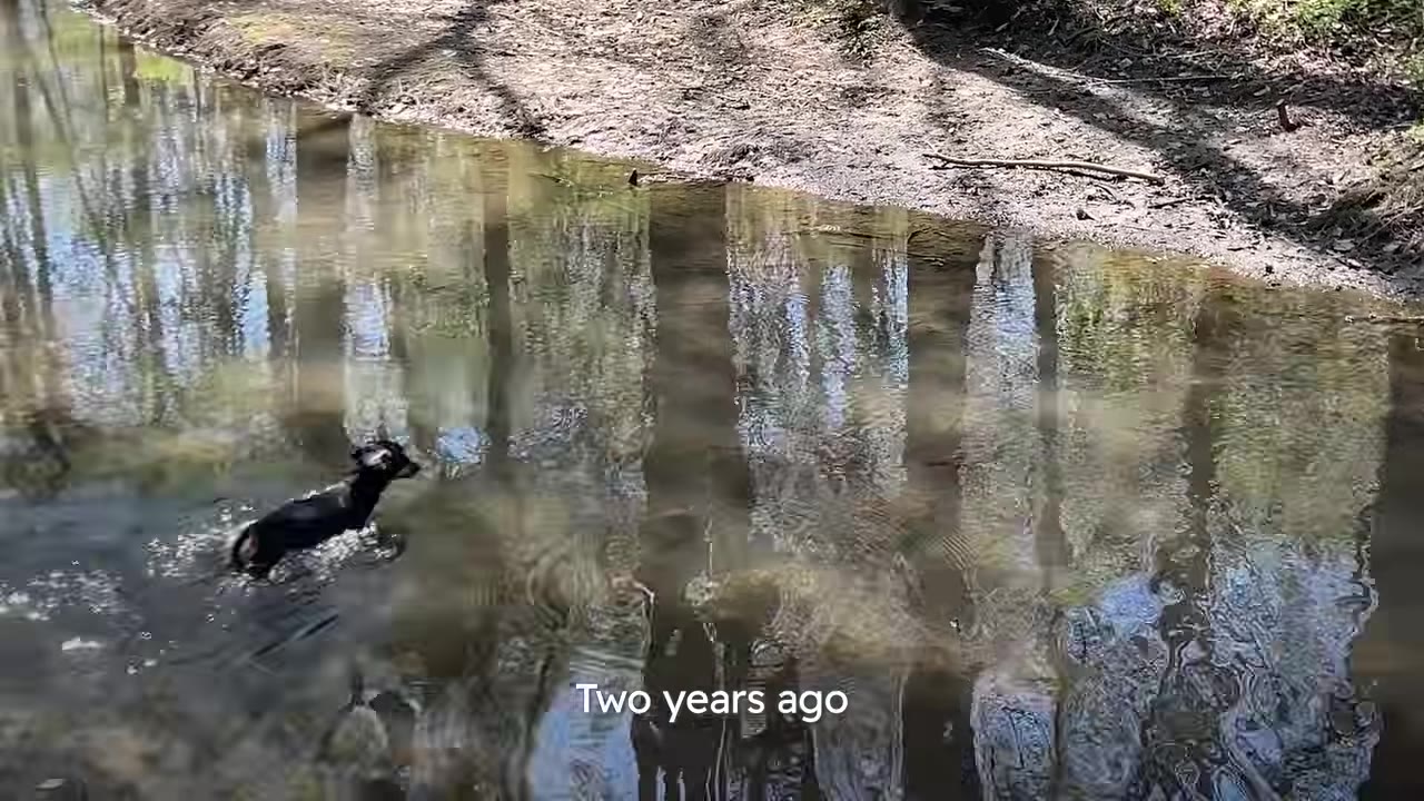 A small black dachshund swims in a shallow, reflective creek with trees reflected in the water, with the text 'Two years ago' overlaid at the bottom.