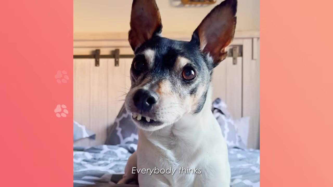 A small black, white, and tan dog with large upright ears sits on a bed, looking at the camera with a prominent underbite showing his front teeth.