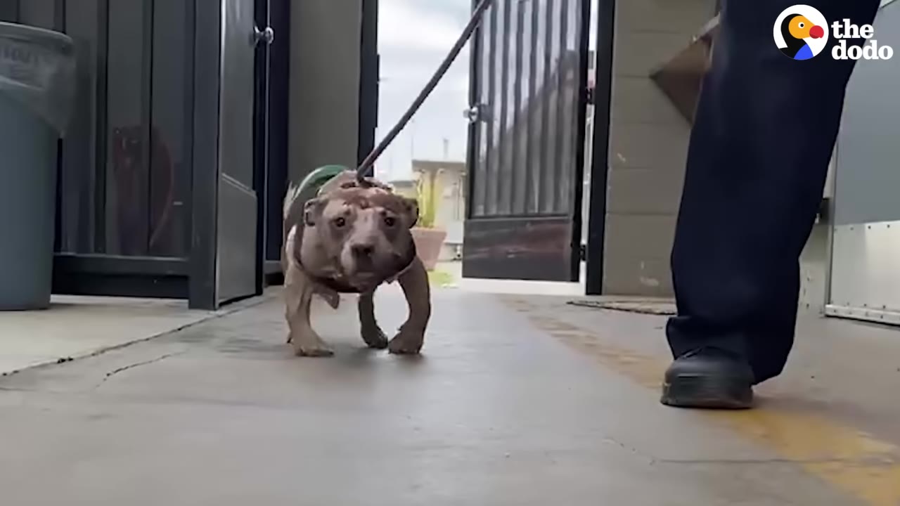 A brown dog with visible scars on its head and bowed front legs walks on a leash outdoors next to a person.