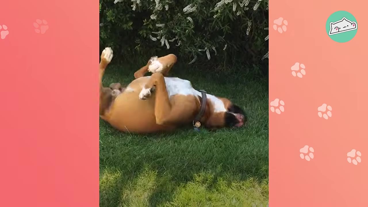 A brown and white boxer dog playfully rolling on its back in the green grass next to a flowering bush.