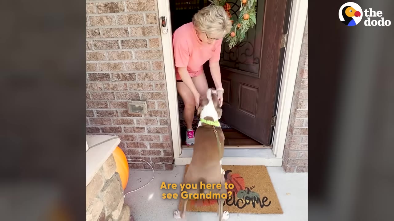 A brown and white dog stands on a welcome mat at a front door as an older woman in a pink shirt opens the door to greet him.