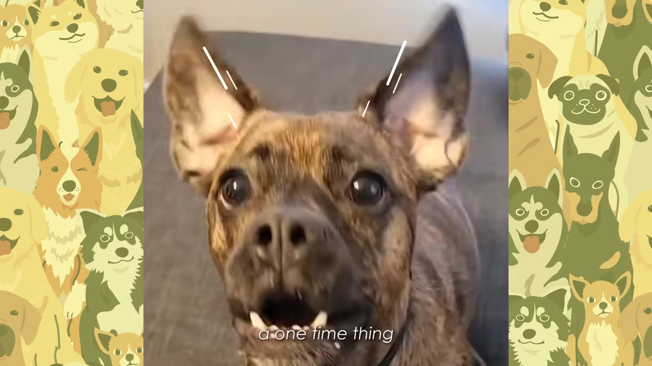 A close-up of a brindle dog with its large ears standing straight up, looking directly at the camera with wide eyes.
