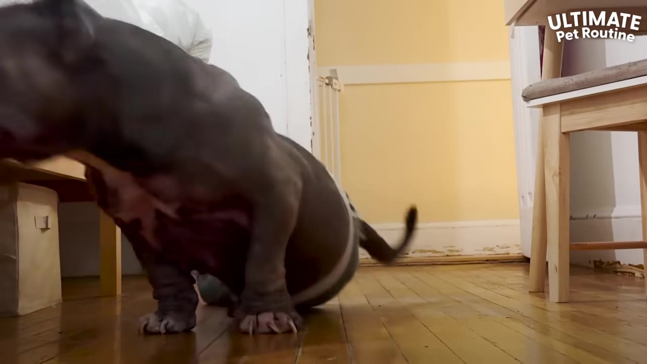 A grey pit bull scooting across a wooden floor.