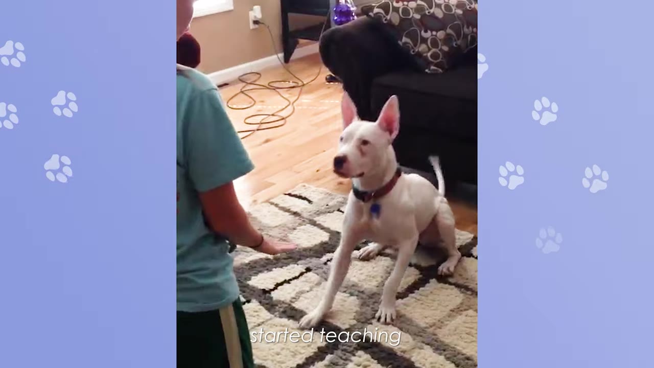 A white dog with pointed ears sits on a patterned rug, looking up attentively at a person's hand held out in a flat palm gesture.