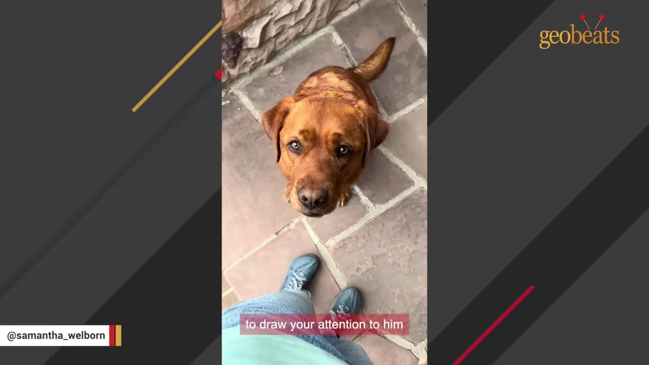 A brown dog sitting on a stone patio, looking up attentively at a person wearing blue jeans and sneakers.