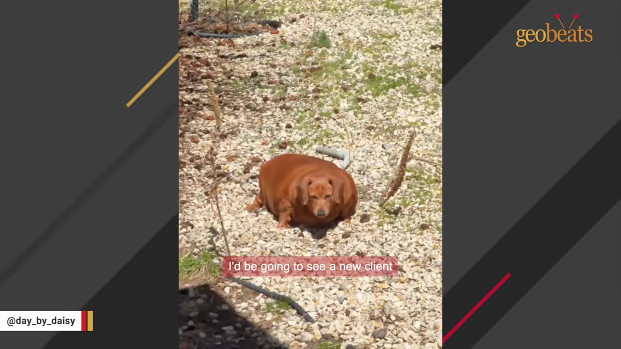 An extremely overweight brown dachshund sitting on a gravel path outdoors.