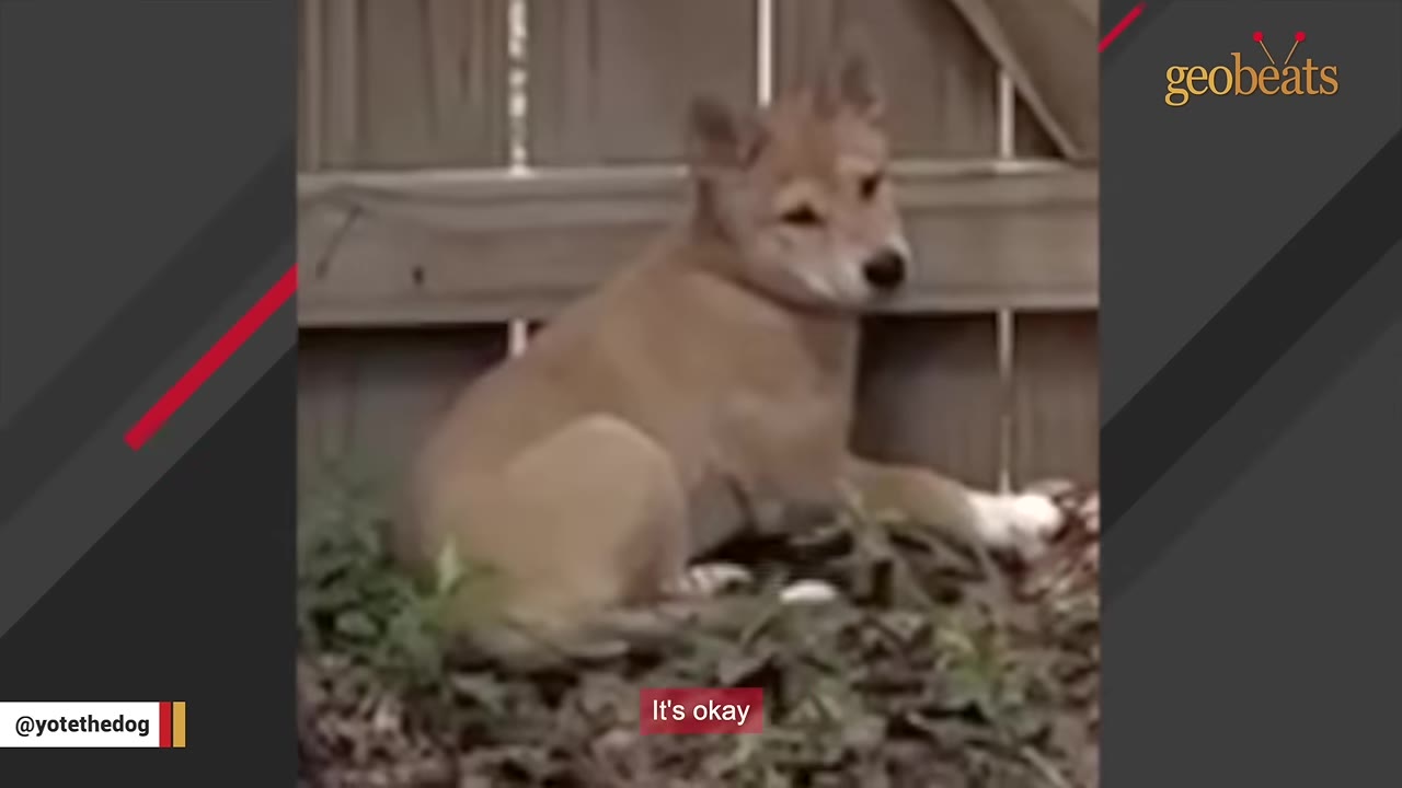 A light brown, dog-like animal with white paws sits on the ground in front of a wooden fence.