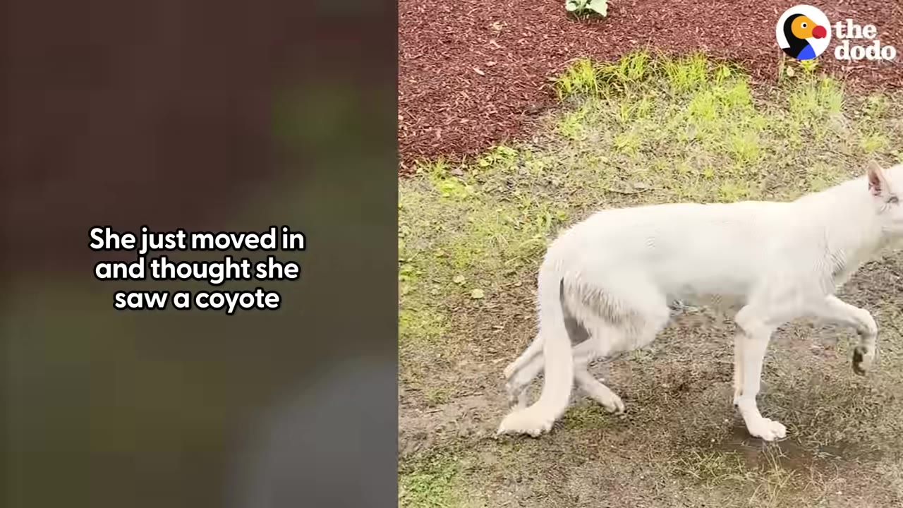 A white, dog-like animal walks across a grassy yard.