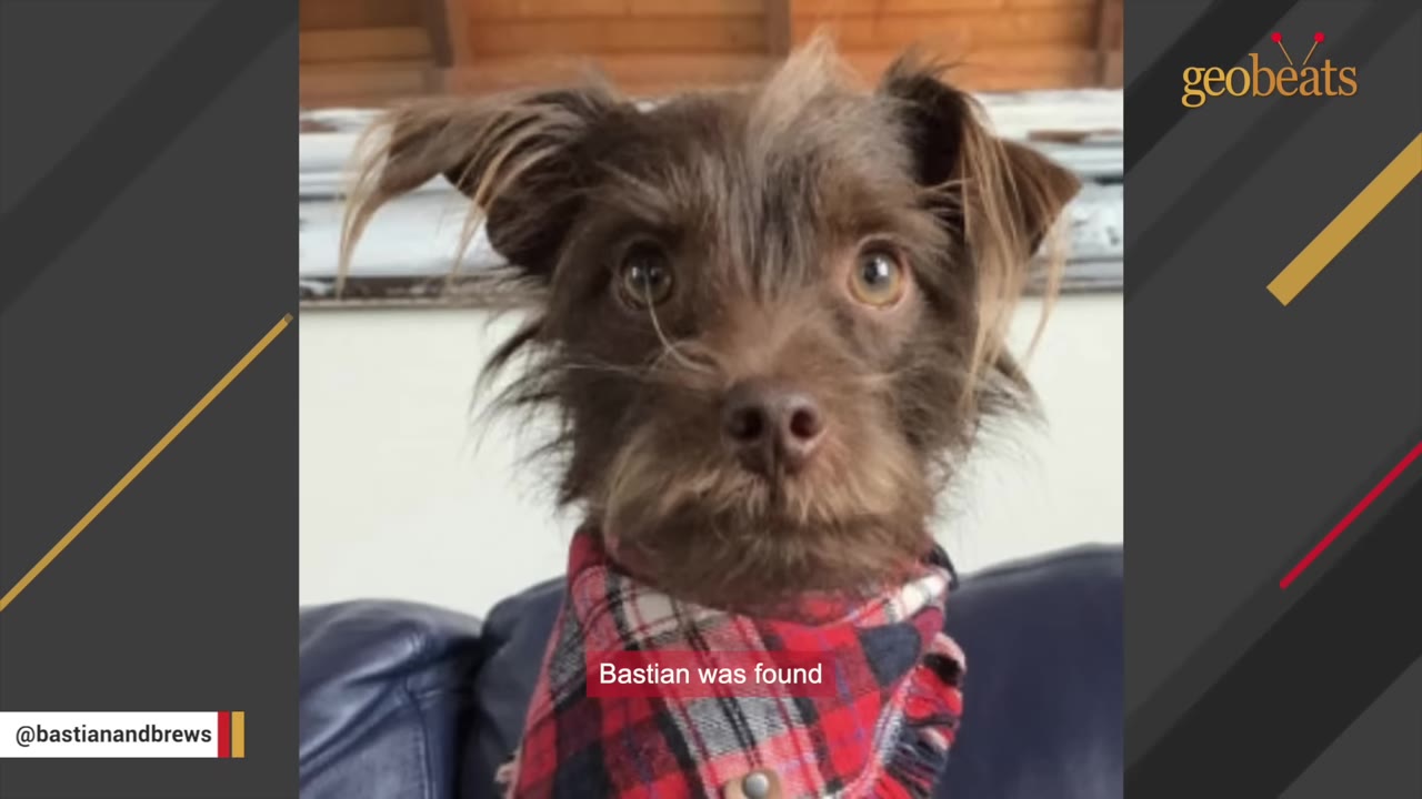 A close-up portrait of Bastian, a small brown scruffy dog wearing a red and black plaid bandana, looking directly at the camera.
