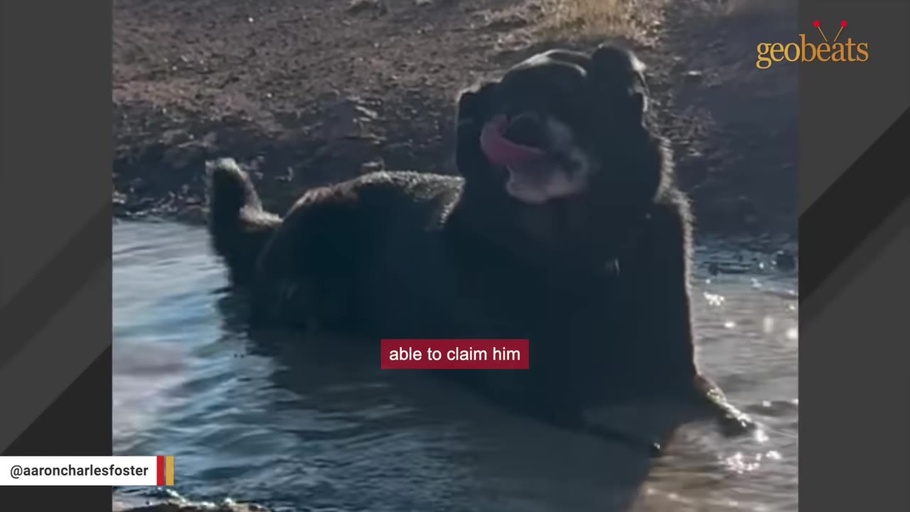 A close-up of a black dog sitting in a shallow pool of water, licking its nose.