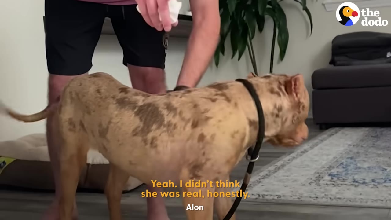 A light brown and merle-patterned dog stands indoors on a leash, with a person standing behind her.