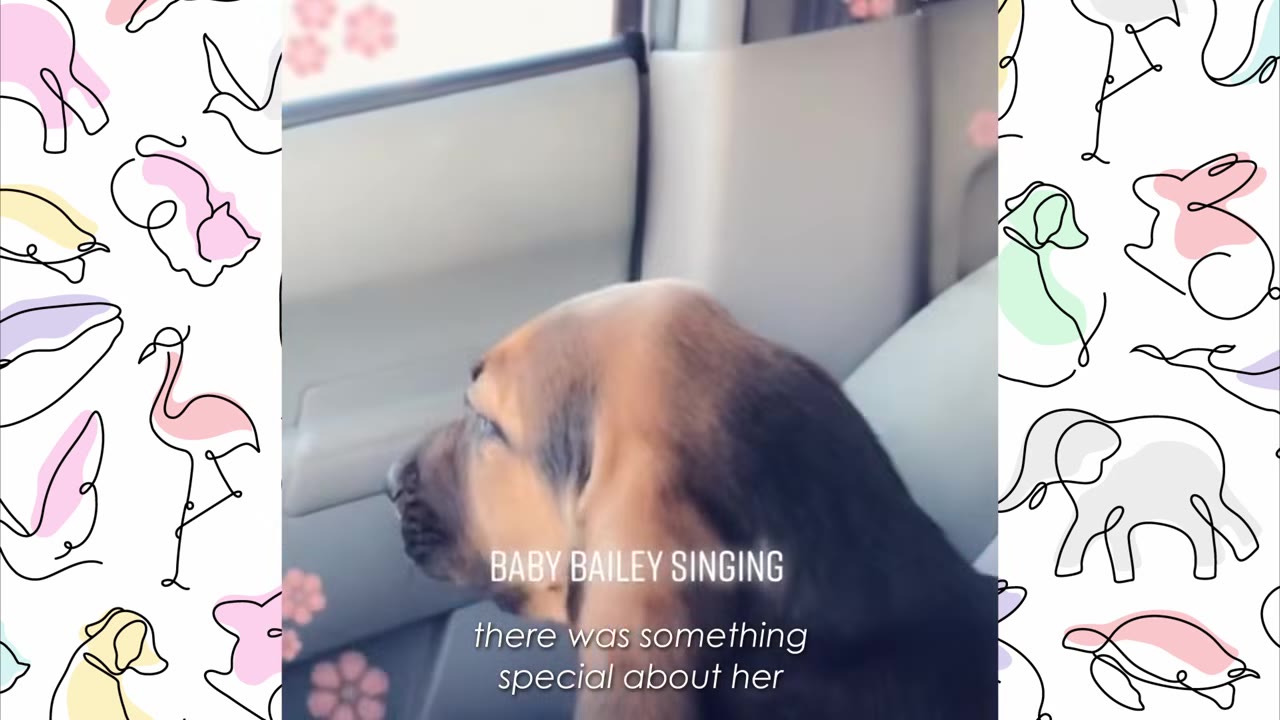 A close-up profile of a young bloodhound puppy sitting in a car, looking out the window.