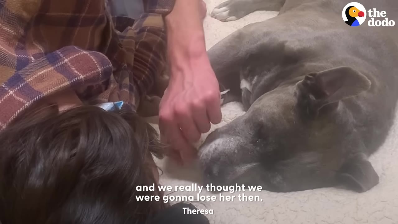 A grey dog lies weakly on a dog bed while a person gently strokes her face, with a caption reading 'and we really thought we were gonna lose her then.'