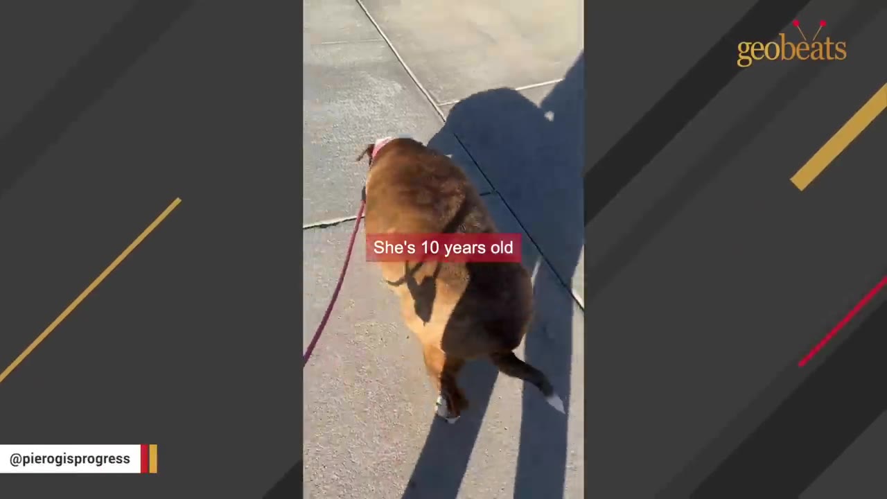 A brown dog on a leash walks on a concrete path, with text overlay reading 'She's 10 years old'.