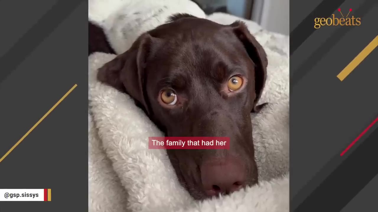 A close-up of a brown and white German Shorthaired Pointer resting its head on a soft white blanket, looking up with expressive amber eyes.