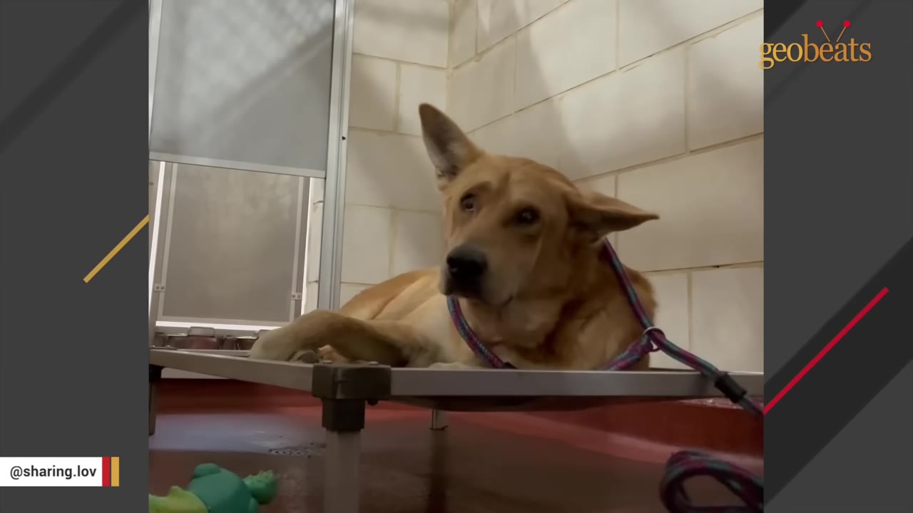 A tan dog with floppy ears lies on a raised cot inside a shelter kennel, looking up with a sad and confused expression.