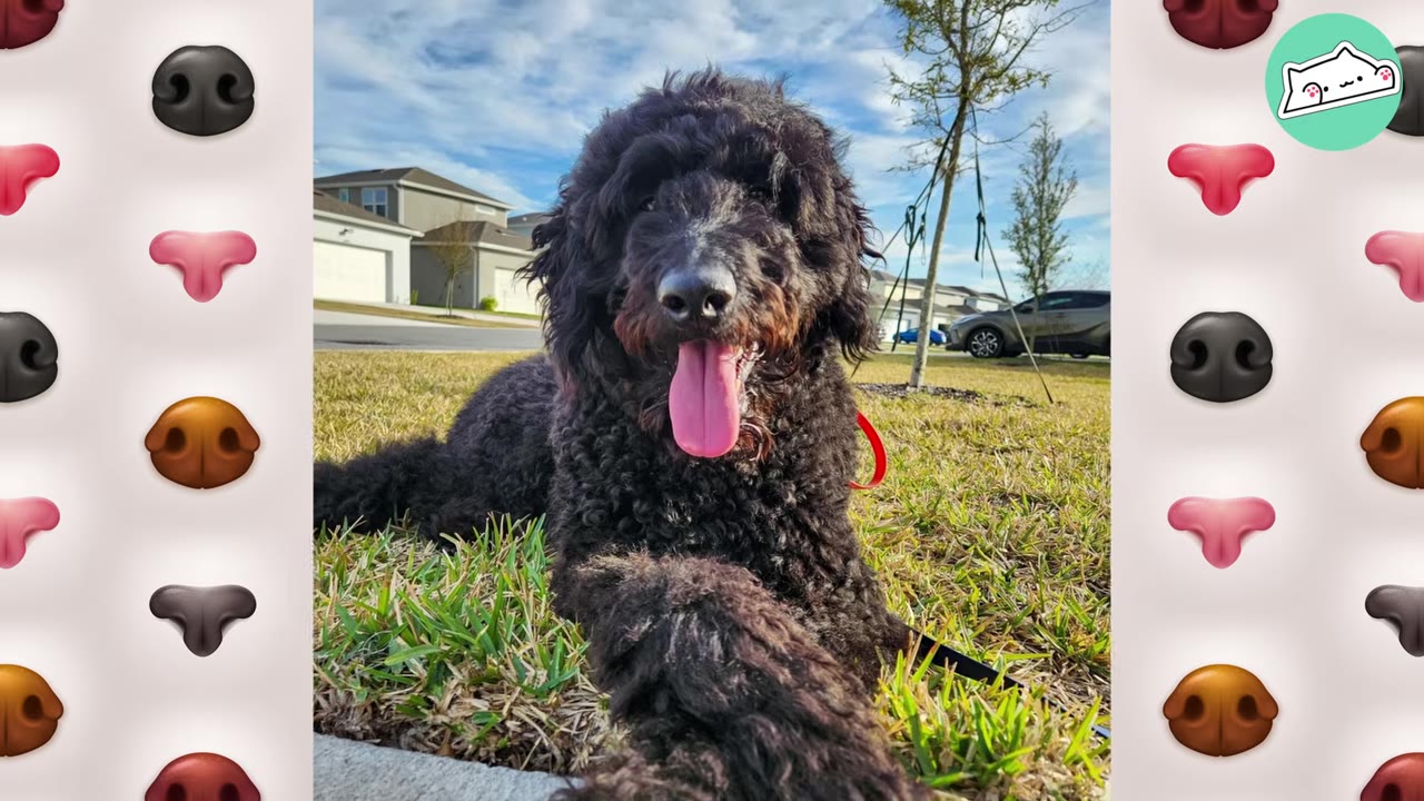 A fluffy black dog lies on green grass on a sunny day with its tongue out.