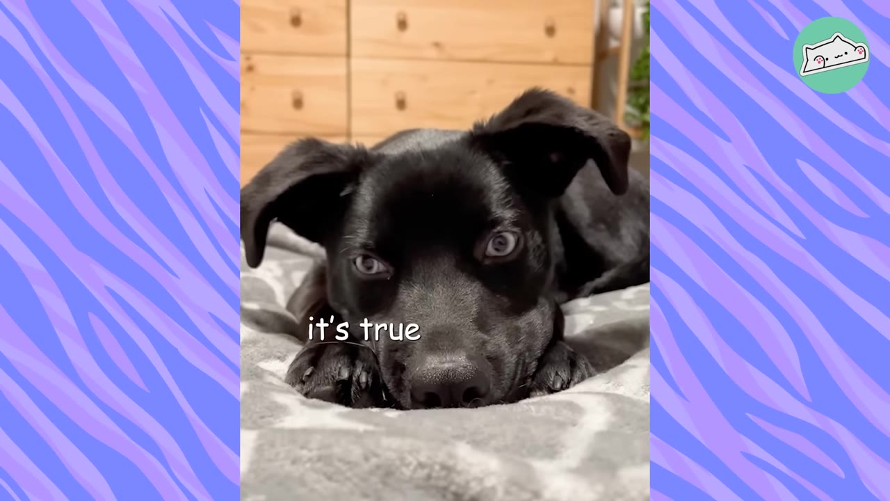 A close-up of a small black puppy lying down with wide, apprehensive eyes.