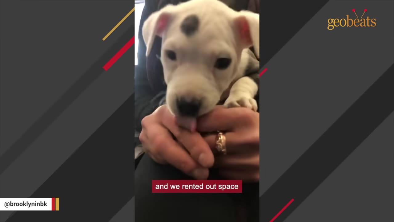 A close-up of a small white puppy with a black spot on its head licking a person's hand.