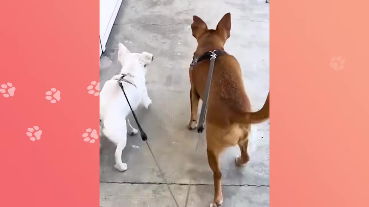 A white chihuahua and a brown chihuahua on leashes, seen from behind as they walk down a concrete sidewalk.