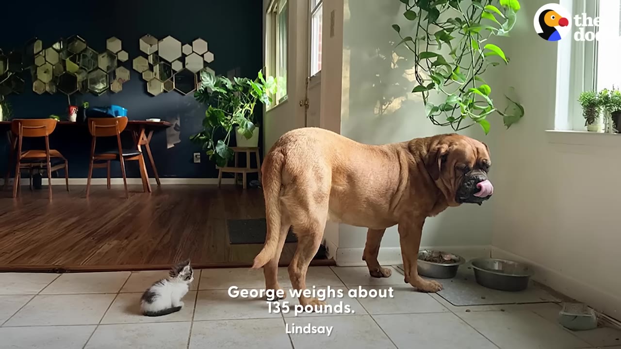 A tiny black and white kitten sits on a tiled floor, looking up at a very large, light brown mastiff-type dog standing near food bowls.