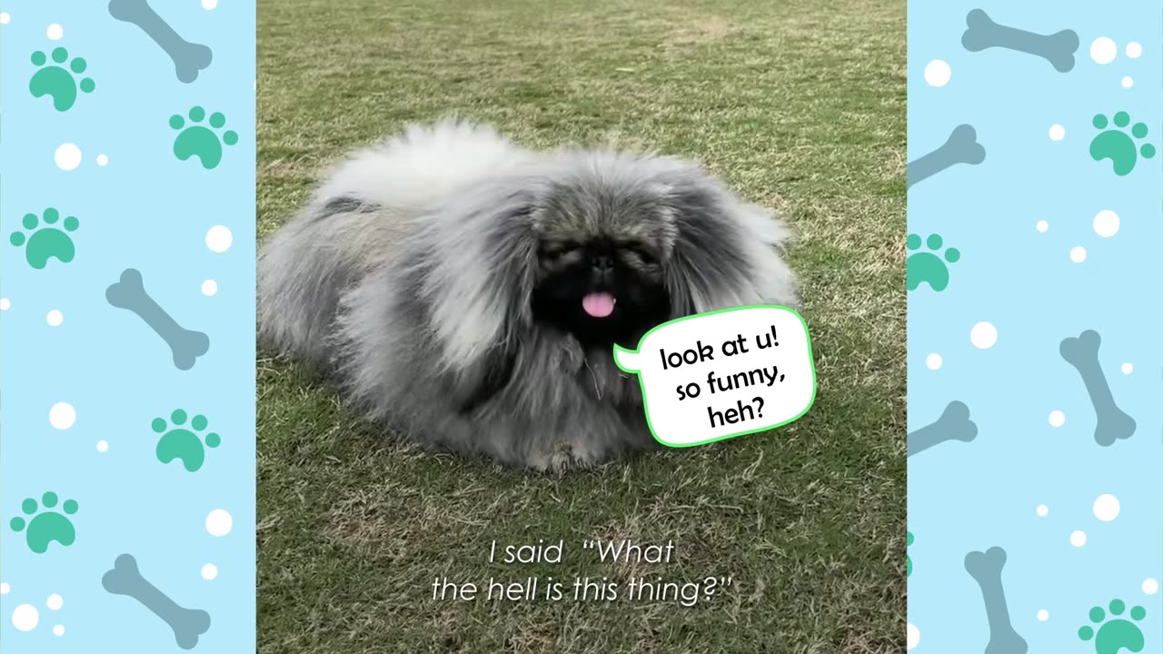 A very fluffy grey and white Pekingese dog lying on the grass with its tongue sticking out, accompanied by text overlays that read 'look at u! so funny, heh?' and 'I said "What the hell is this thing?"'