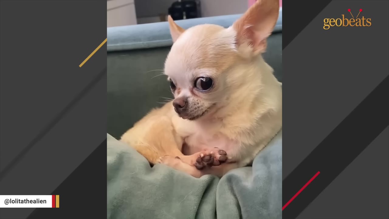 A close-up shot of a small, tan Chihuahua sitting comfortably on a soft green blanket.