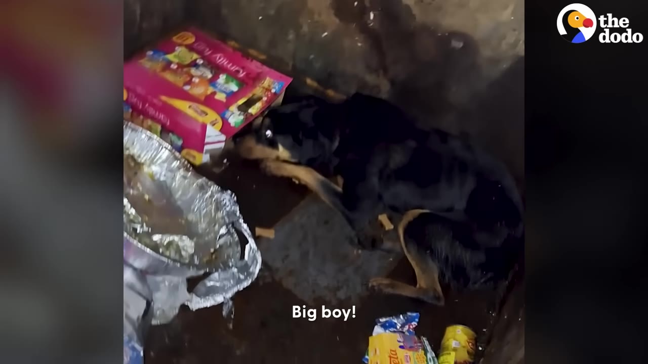 A large black and tan dog cowers in the corner of a dumpster next to discarded trash and cardboard boxes.