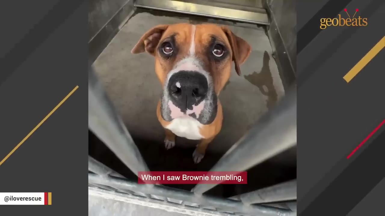 A brown and white dog with wide, sad eyes looks up from inside a metal kennel cage.