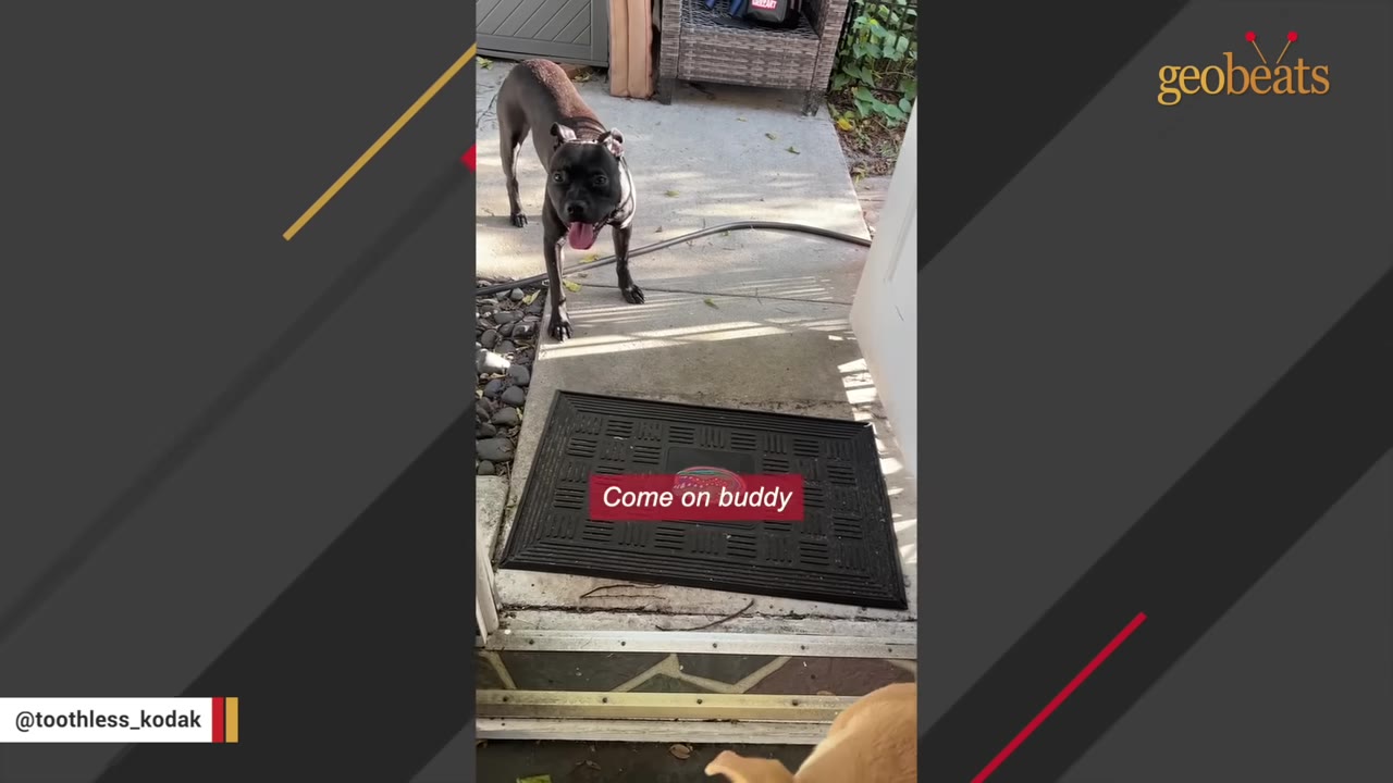 A black pit bull stands on a concrete patio outside an open doorway, looking hesitantly toward the entrance.