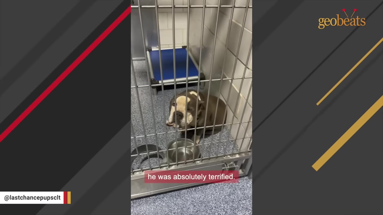 A small, grey and white bulldog-type dog sits huddled and looking frightened inside a metal shelter kennel.