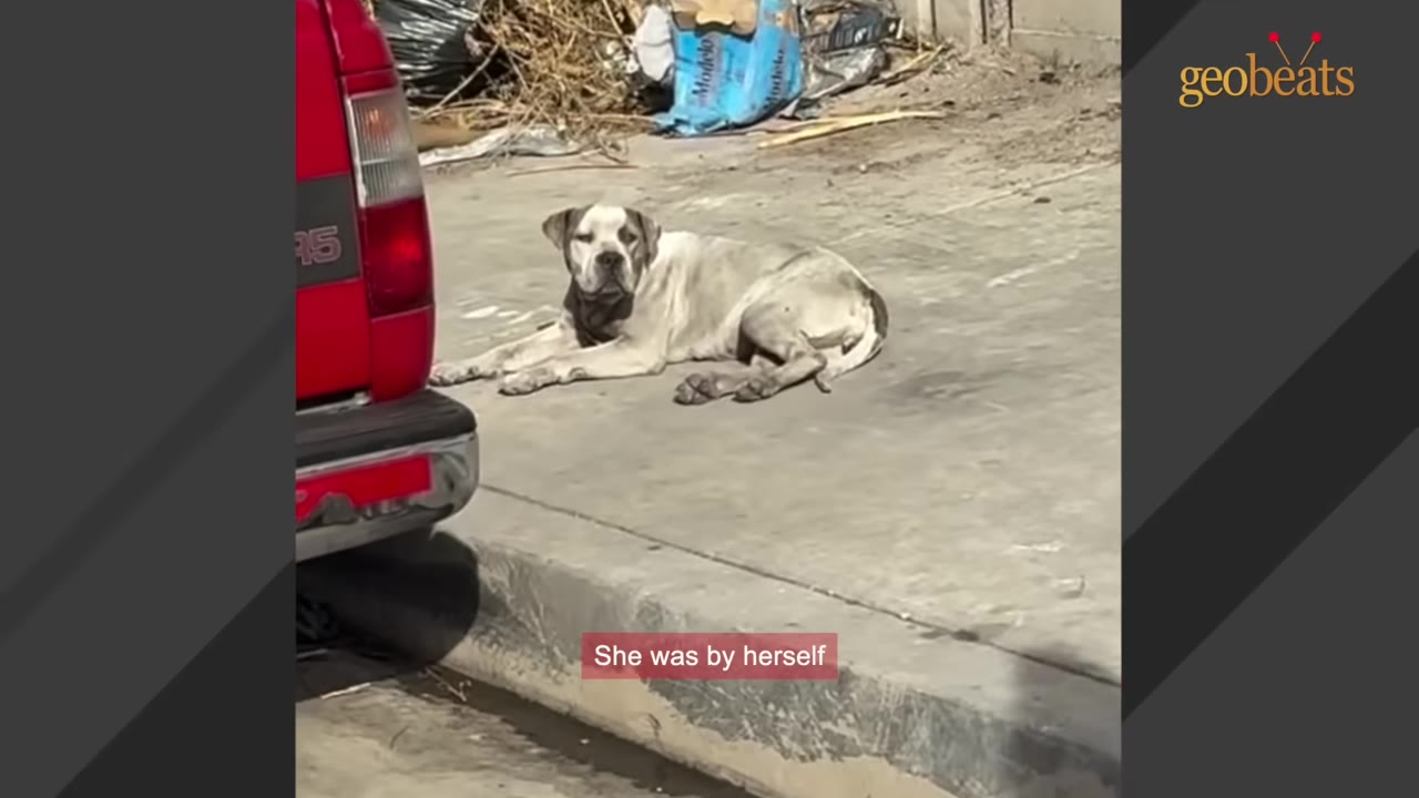 A large, light-colored dog lies alone on a concrete sidewalk next to a red truck, looking towards the camera.