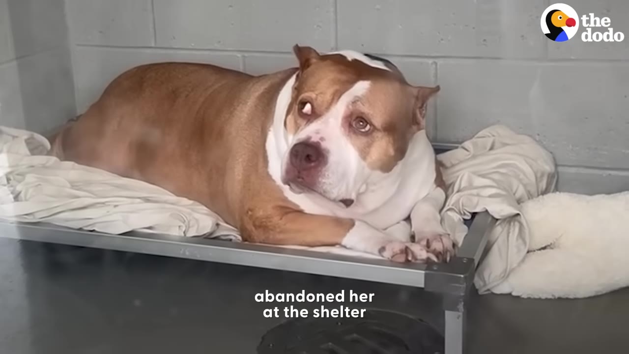 A heavy-set brown and white dog lies on a cot inside a shelter kennel, looking up with wide, sad eyes.