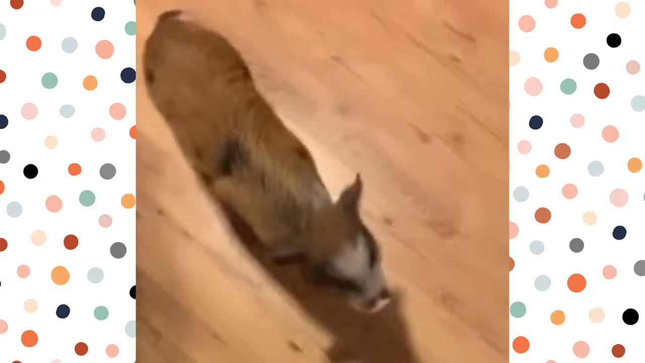 A small brown and white piglet standing on a wooden floor, looking down.